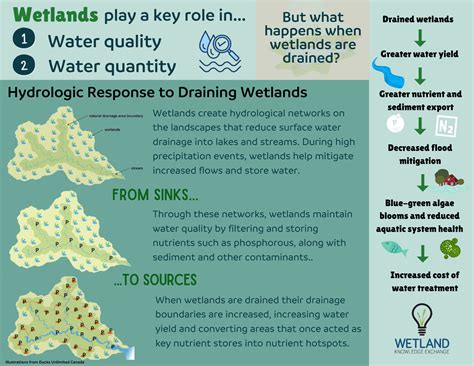 how do wetlands affect water quality in an area answers.com